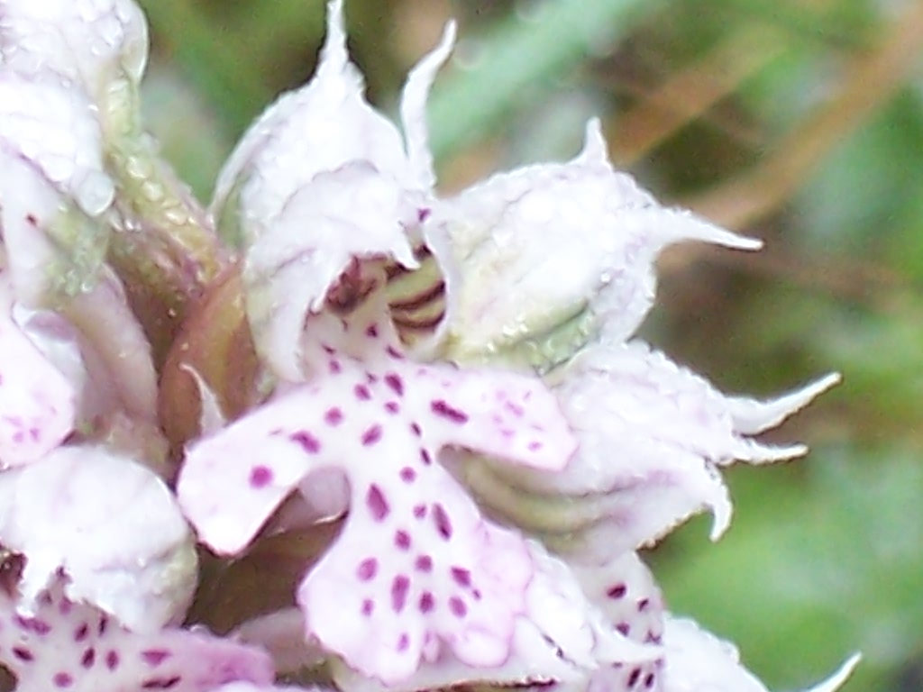 Neotinea lactea / Orchidea lattea