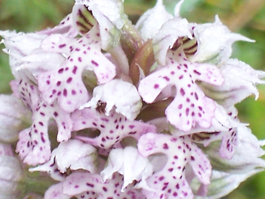 Neotinea lactea / Orchidea lattea