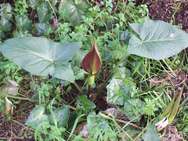 Arum apulum