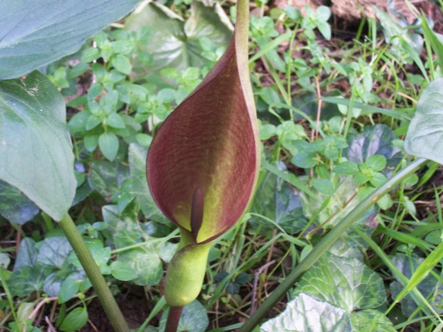 Arum apulum