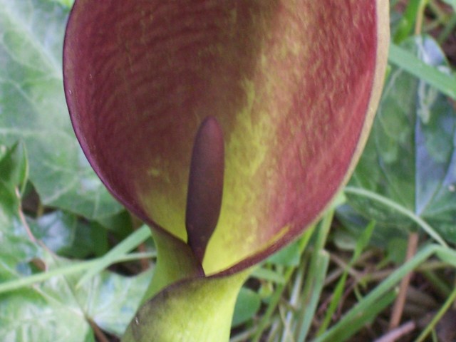 Arum apulum