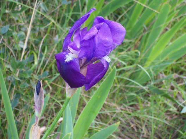 Iris germanica