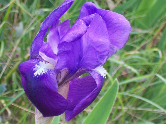 Iris germanica