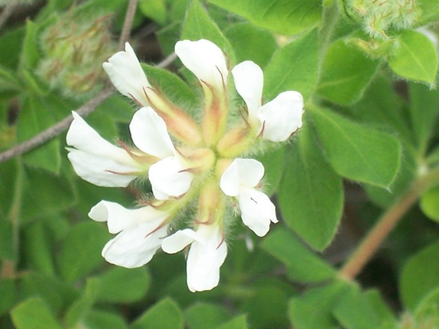 Lotus hirsutus (=Dorycnium hirsutum)