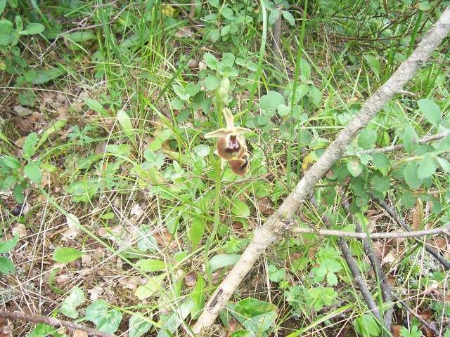 Ophrys parvimaculata