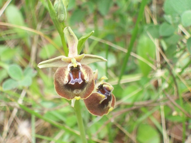 Ophrys parvimaculata