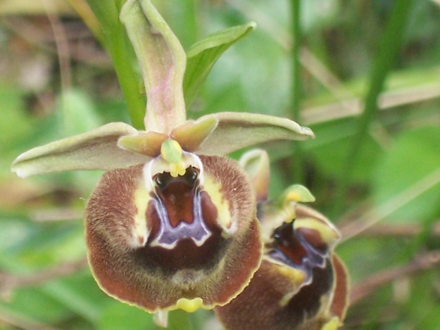 Ophrys parvimaculata