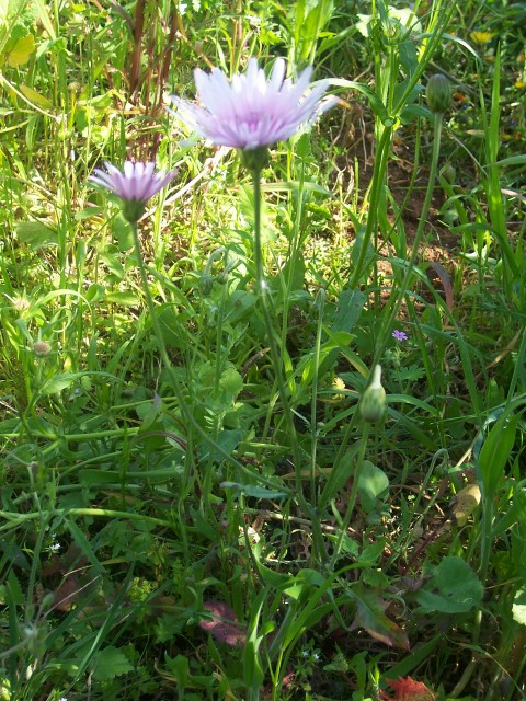 Crepis rubra / Radichella rosea