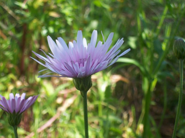 Crepis rubra / Radichella rosea