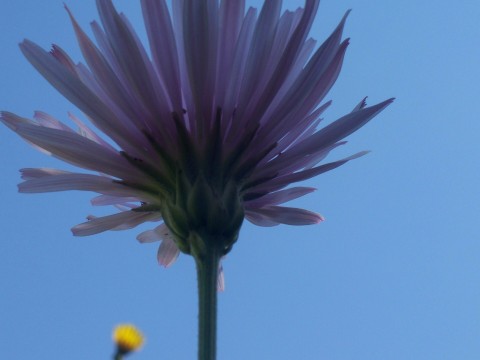 Crepis rubra / Radichella rosea