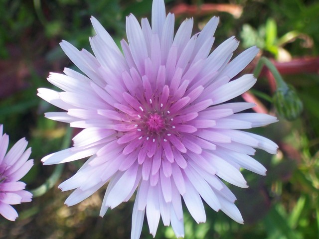 Crepis rubra / Radichella rosea