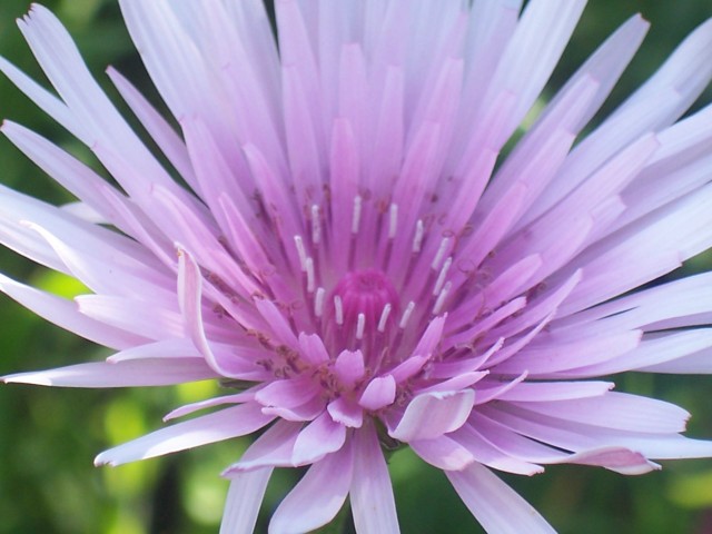 Crepis rubra / Radichella rosea