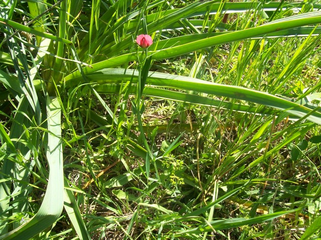 Lathyrus cicera