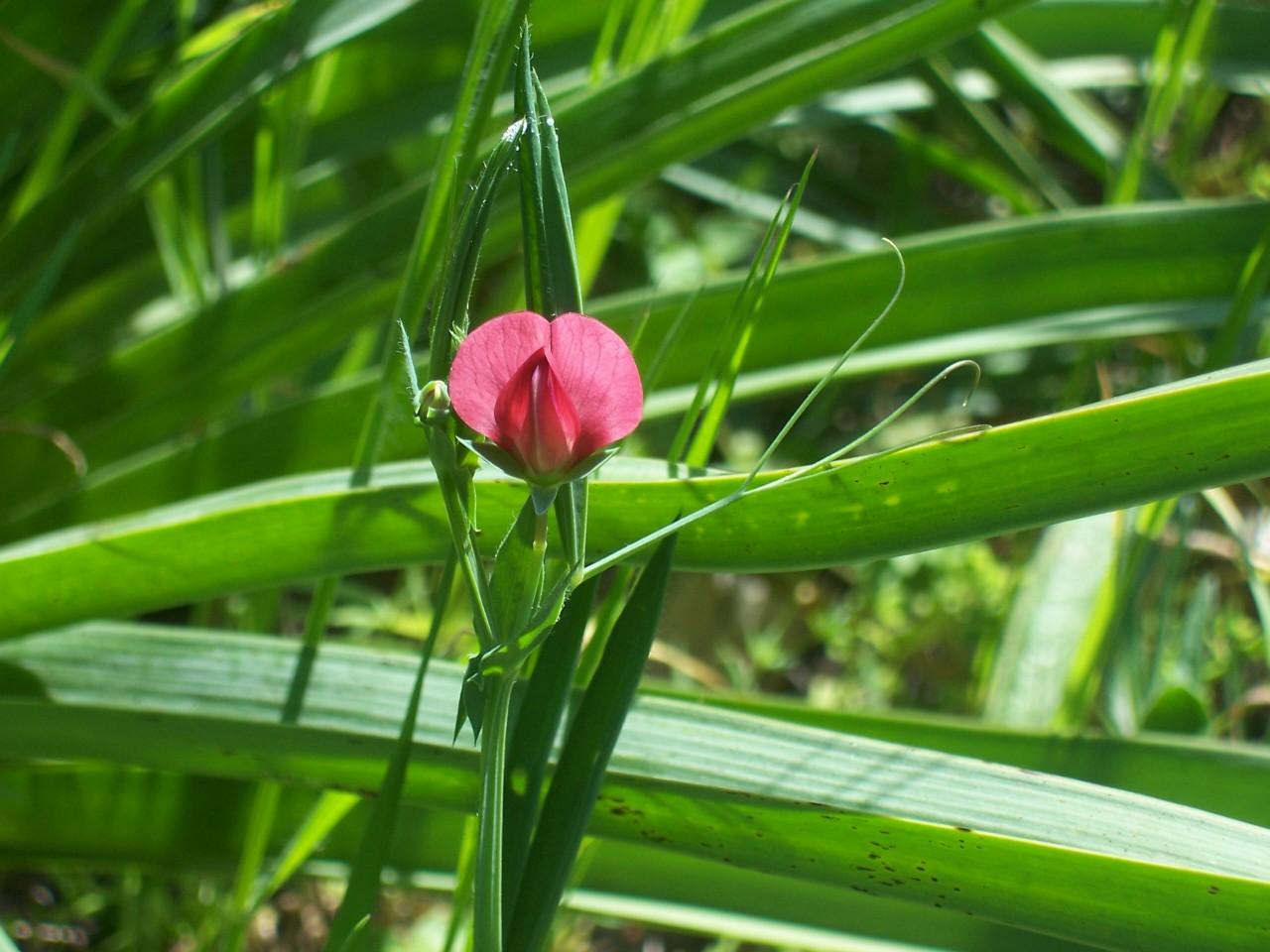 Lathyrus cicera