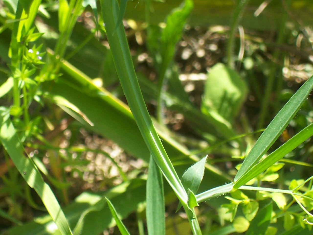 Lathyrus cicera