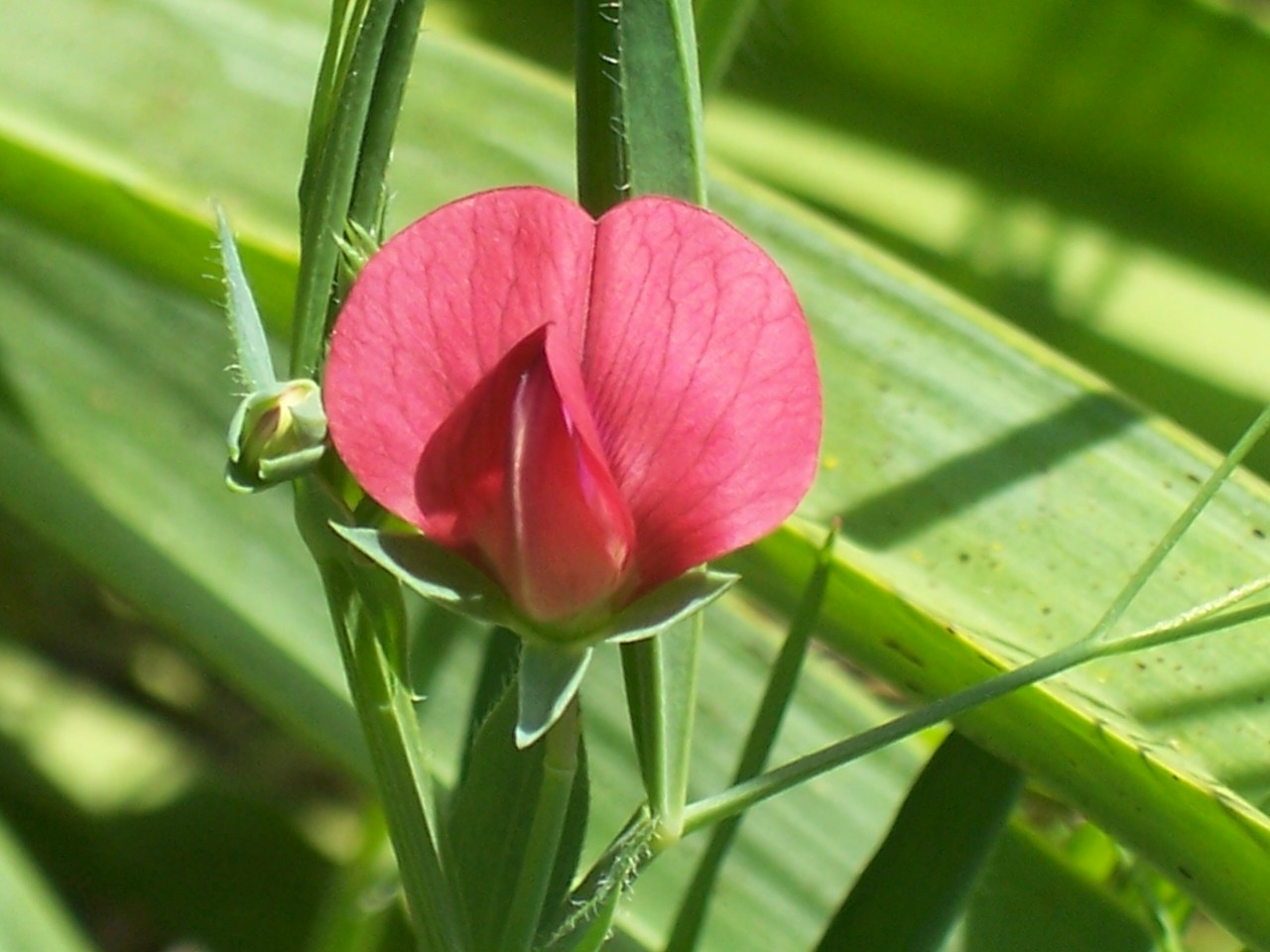 Lathyrus cicera