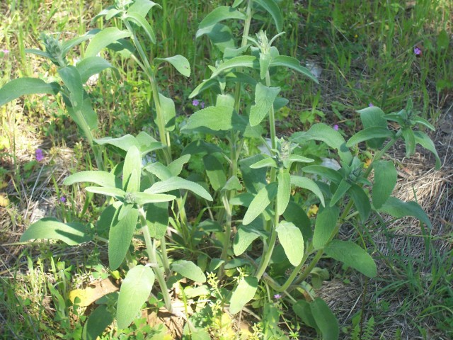 Stachys germanica