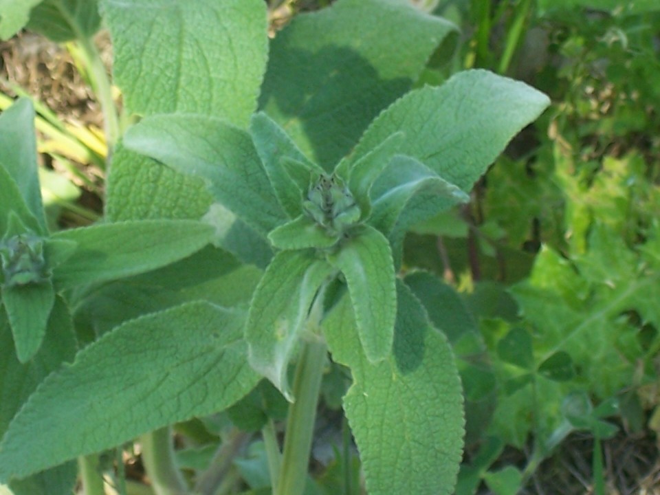 Stachys germanica