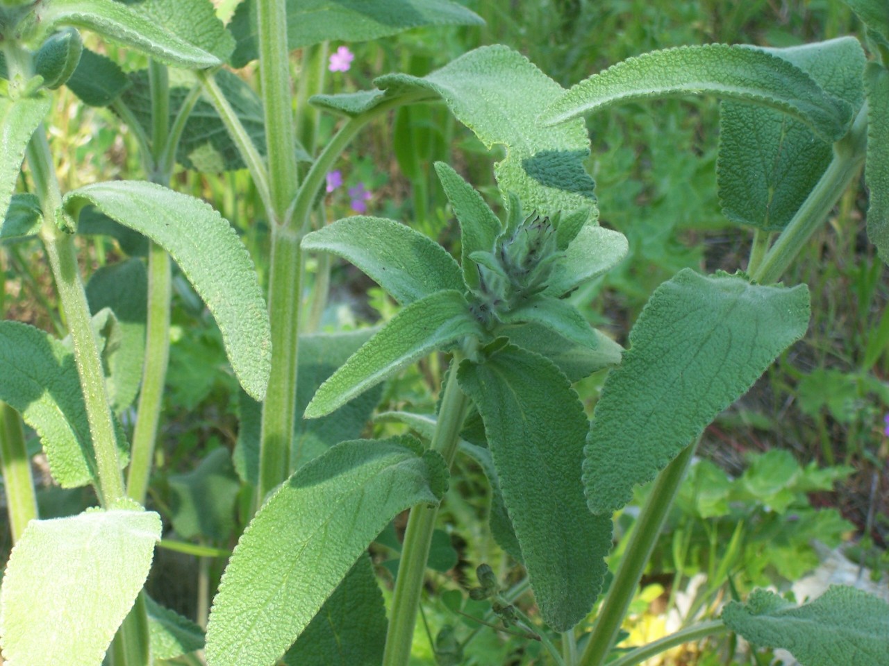 Stachys germanica