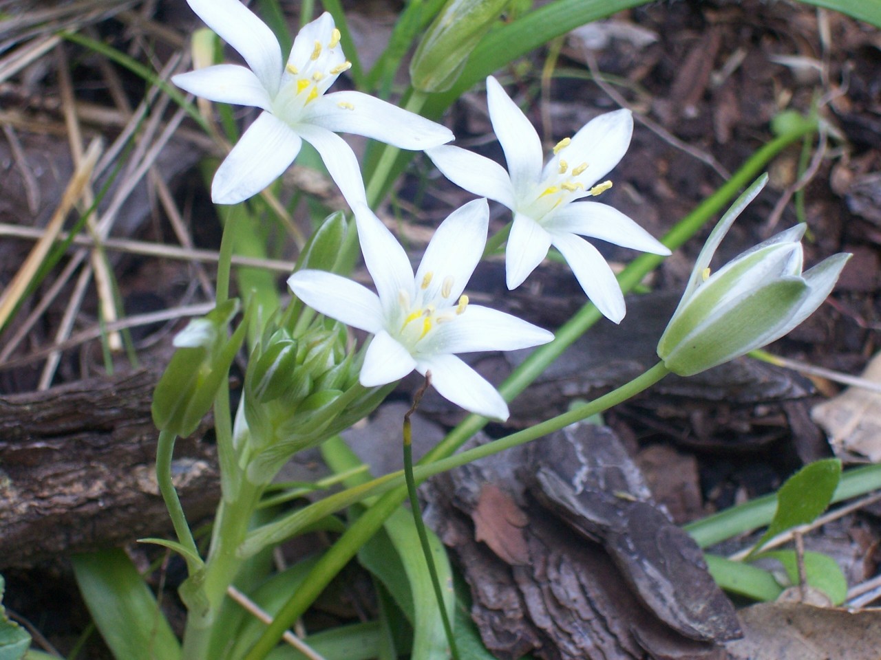 Ornithogalum cfr. umbellatus