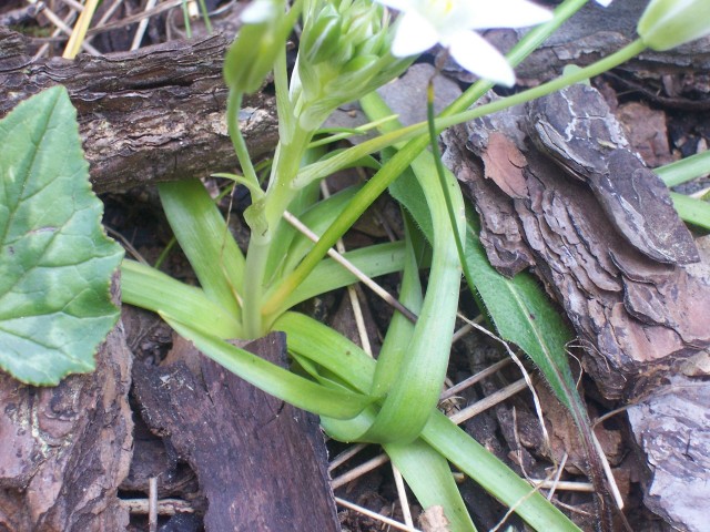 Ornithogalum cfr. umbellatus