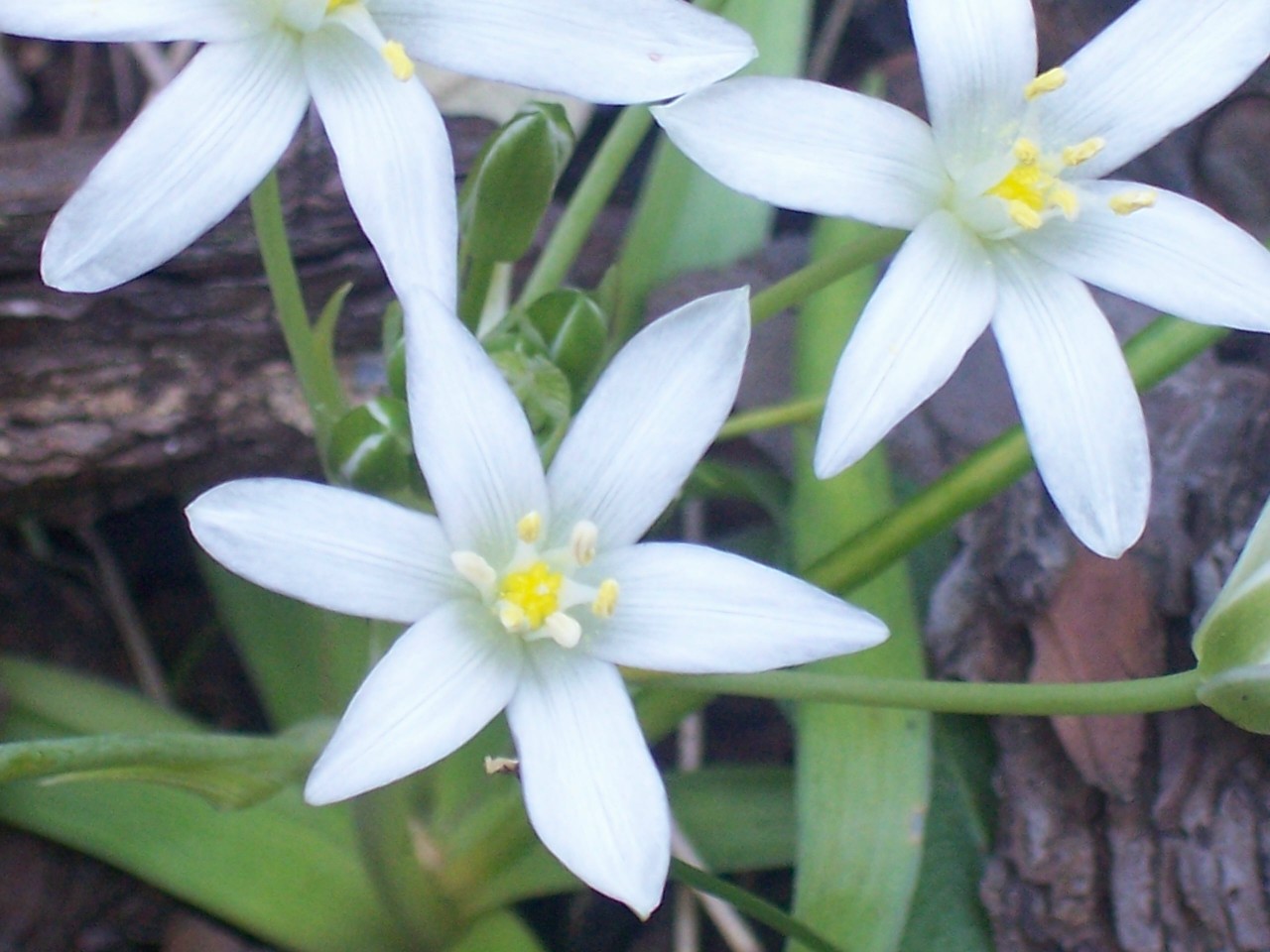 Ornithogalum cfr. umbellatus