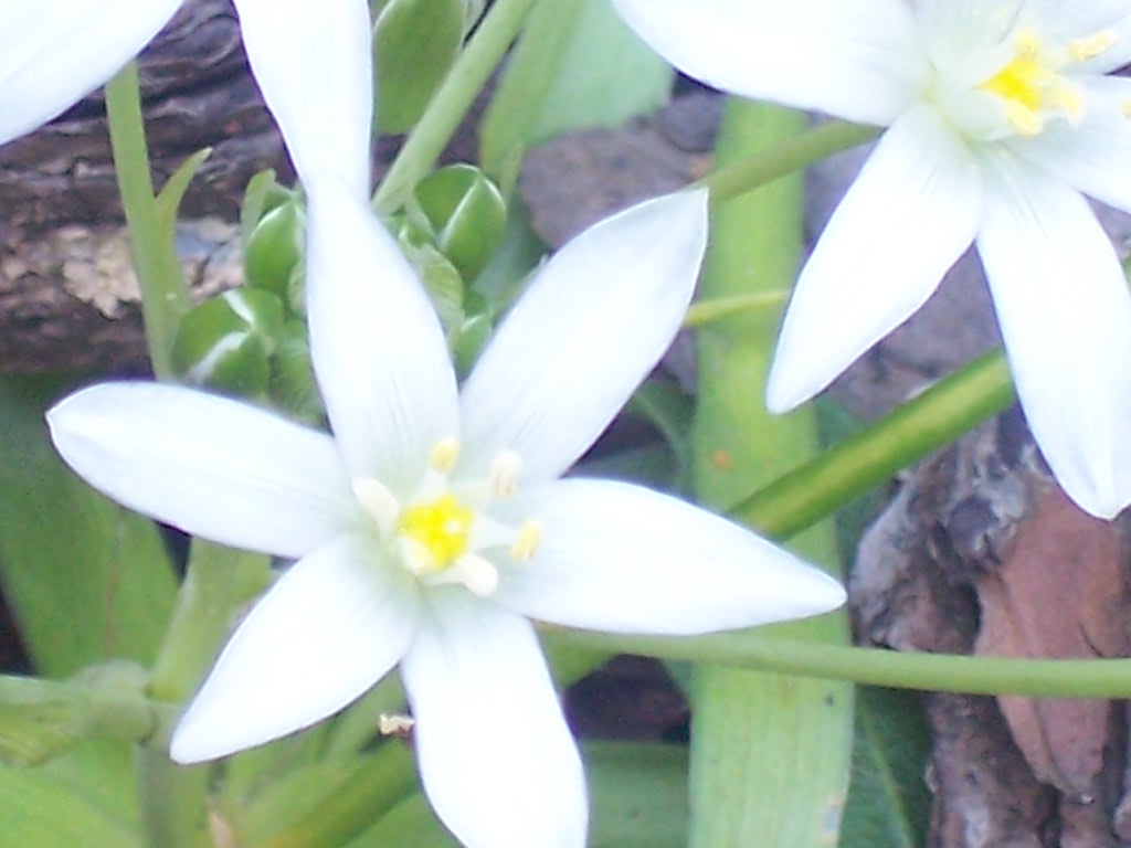 Ornithogalum cfr. umbellatus