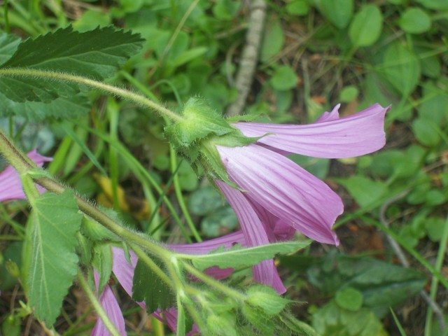 Malope malacoides / Malobe