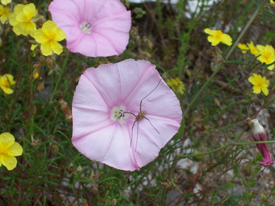 opilione (senza dati)