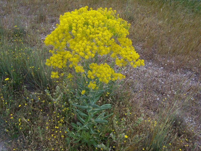 Isatis tinctoria / Glasto comune