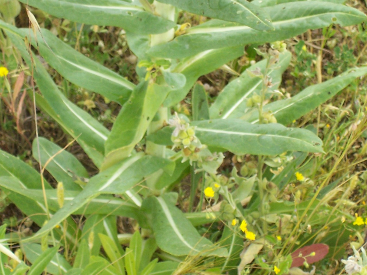 Isatis tinctoria / Glasto comune