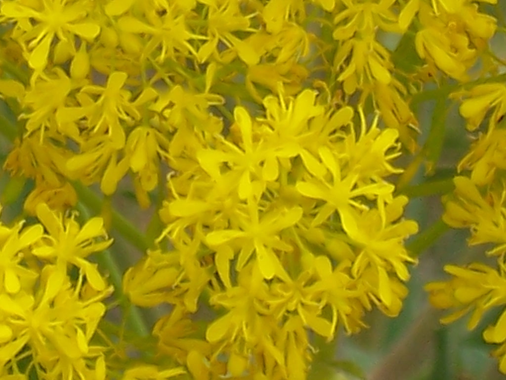 Isatis tinctoria / Glasto comune