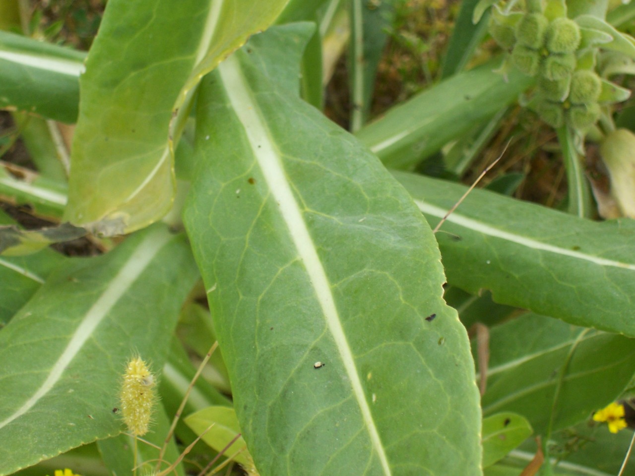 Isatis tinctoria / Glasto comune