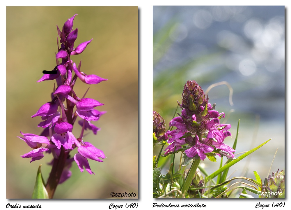 Aiuto identificazione: Orchis mascula