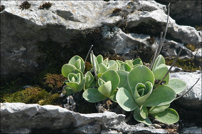 Primula auricula