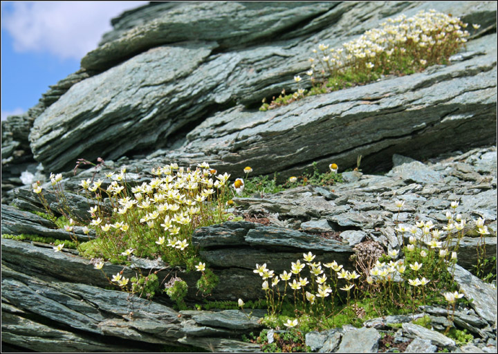 Saxifraga bryoides / Sassifraga brioide