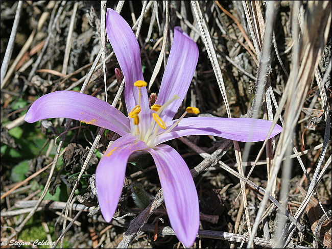 Colchicum bulbocodium (= Bulbocodium vernum) / Colchico di Spagna