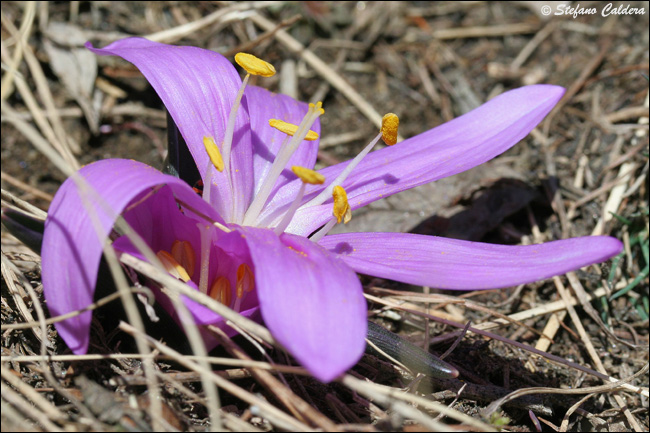 Colchicum bulbocodium (= Bulbocodium vernum) / Colchico di Spagna