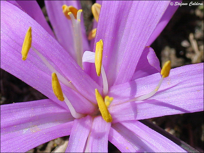 Colchicum bulbocodium (= Bulbocodium vernum) / Colchico di Spagna