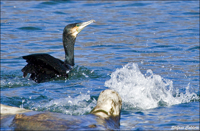 Cormorano