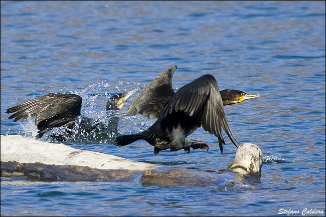 Cormorano