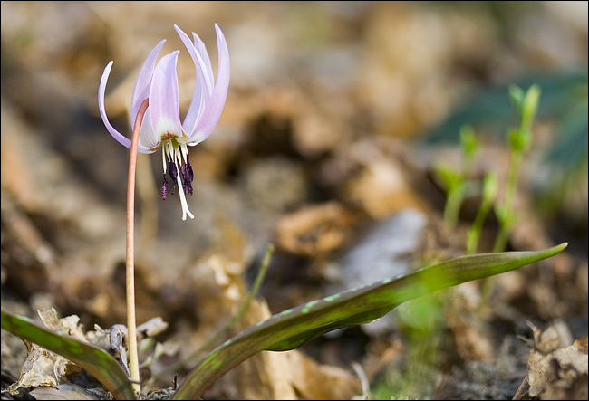 Erythronium dens-canis / Dente di cane