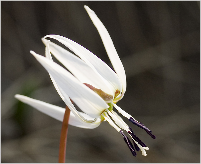 Erythronium dens-canis / Dente di cane