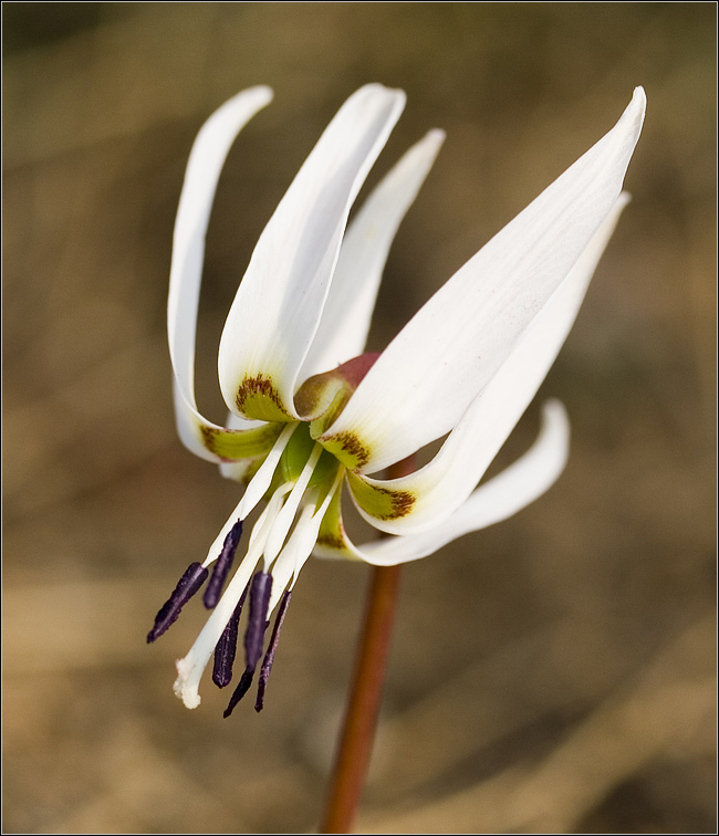 Erythronium dens-canis / Dente di cane