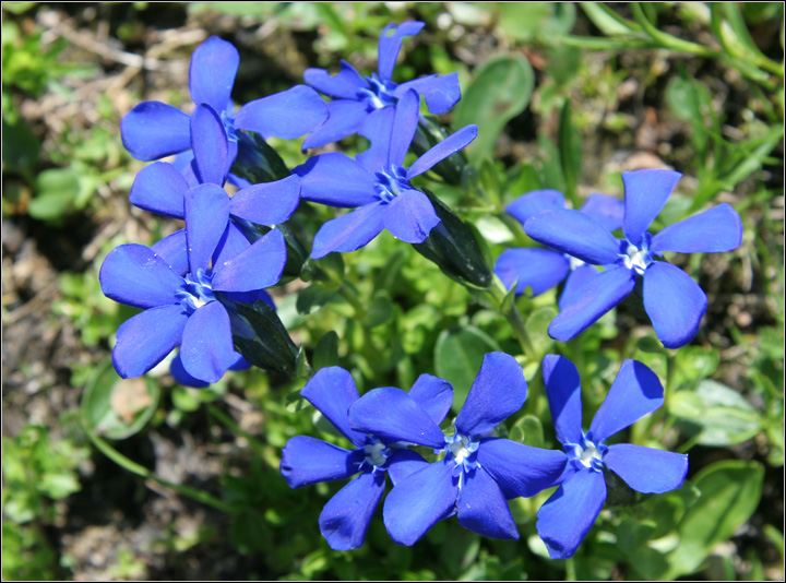 Gentiana brachyphylla e Gentiana bavarica