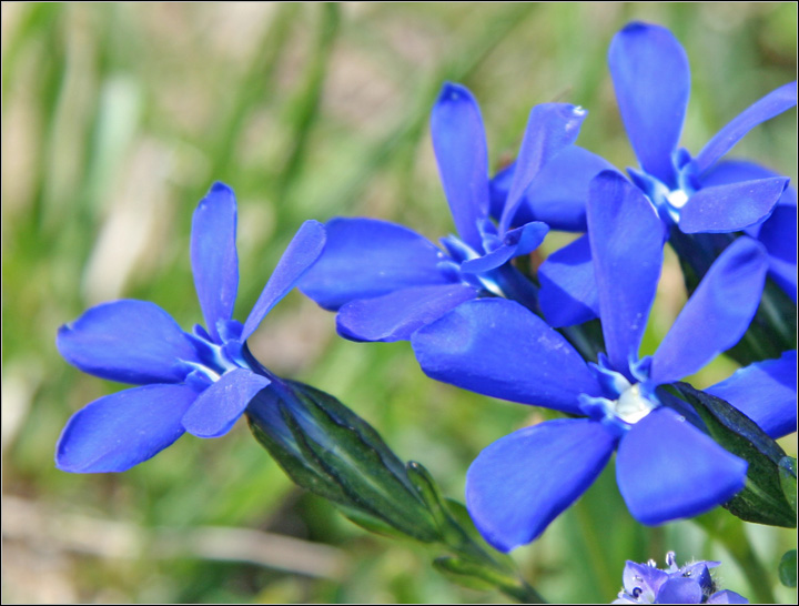 Gentiana brachyphylla e Gentiana bavarica