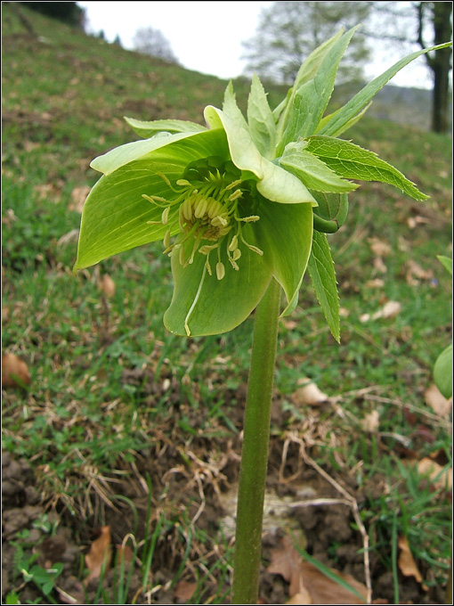Helleborus viridis / Elleboro verde