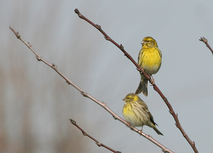 Coppia di Verzellini