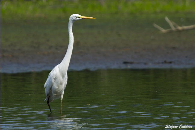 Airone bianco maggiore - Casmerodius albus