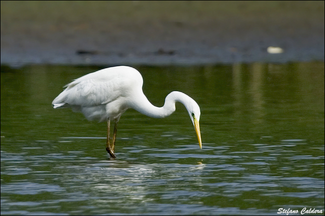 Airone bianco maggiore - Casmerodius albus